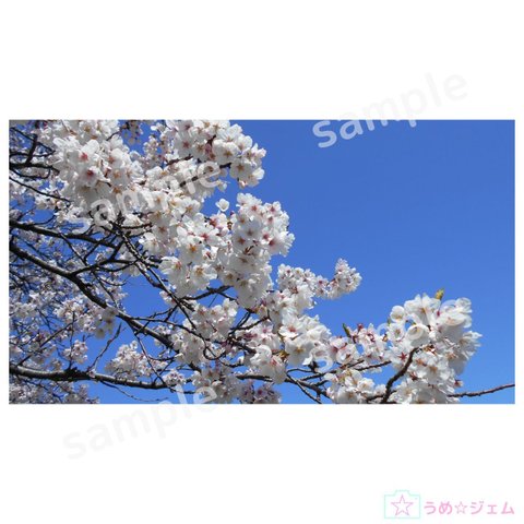 PC壁紙　桜《sakura-008》（PNGファイル）