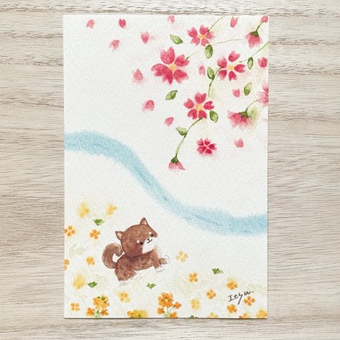 🌸透明水彩画「豆柴の春のお散歩 」 イラストポストカード 2枚セット 春　入園入学　入学式　バレンタインカード　犬　柴犬　桜　菜の花　母の日　お花見　誕生日　バースデーカード