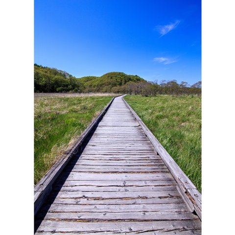 歩こう　　A4 A3 A2 北海道の自然 釧路湿原 癒しの風景インテリアフォトポスター　