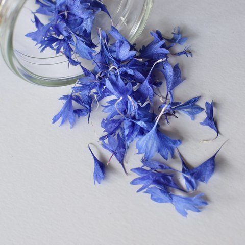 矢車菊（ブルー）の花びらのドライフラワー