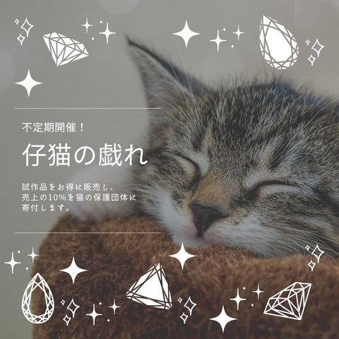 【不定期開催】仔猫の戯れ