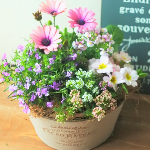 🌺ROSEカラーのオステオとロベリア　おしゃれなお花の寄せ植え　贈り物にも