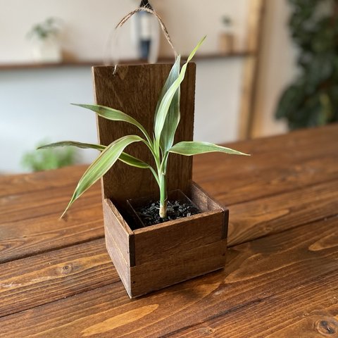 壁掛けタイプ woodcube 植物セット