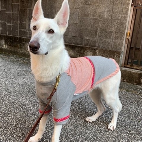 大型犬サイズのお洋服　その1