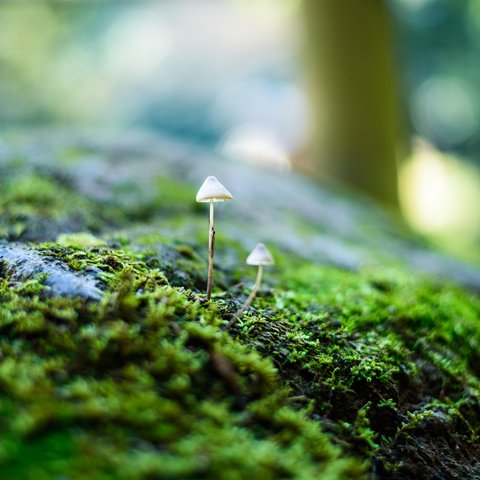 写真のある豊かな暮らし【アースカラー】