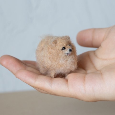 ミニミニポメラニアン　tiny Pomeranian