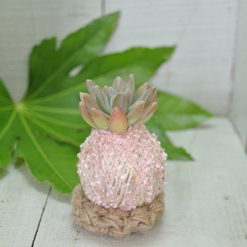 小さな植物 コロッコ