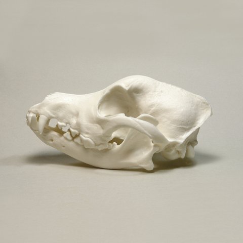 頭骨の複製　イヌ