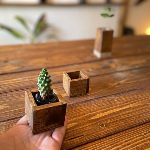 wood cube mini [ ダークウォルナット ]ミニサボテンセット