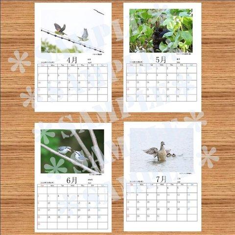 2024年4月始め 「北海道の野鳥」カレンダー　