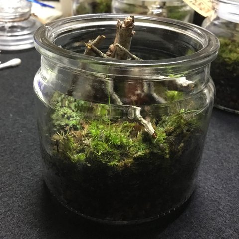 Bottle Terrarium (癒し 0001)