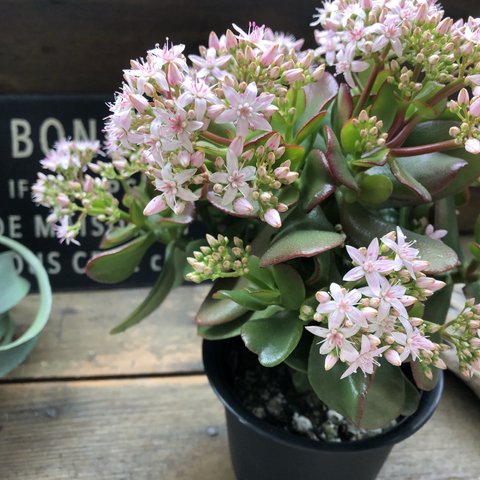 金のなる木♡花月♡多肉植物♡4号黒鉢♡観葉植物♡成金草