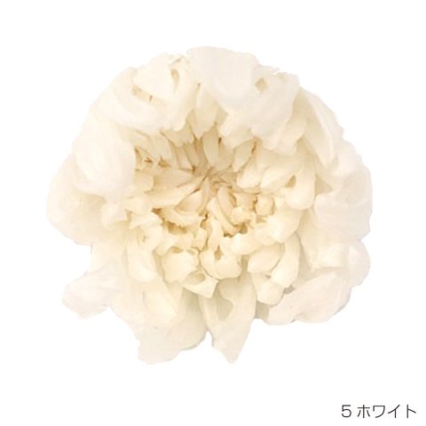 【即納】 リンギク 9輪 ホワイト プリザーブドフラワー 輪菊 菊 マム キク 花材 花 プリザーブド花材 ハンドメイド パーツ アクセサリー 資材 白