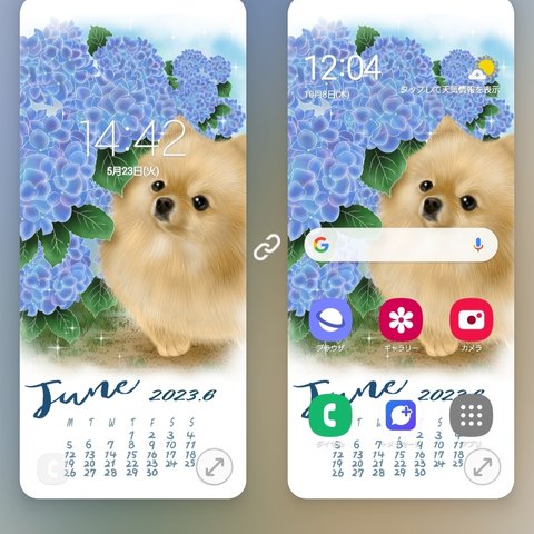 スマホ待受　紫陽花とポメラニアン