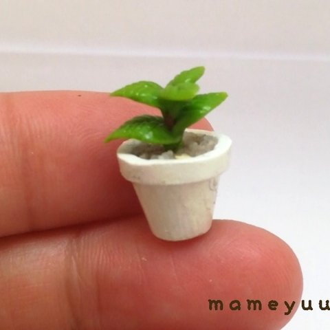 ミニチュア鉢植え　観葉植物⑮