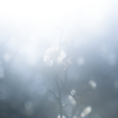 写真のある豊かな暮らし【梅の花】