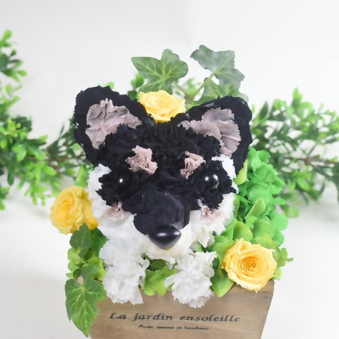【黒柴犬】フラワーペット／プリザーブドフラワー カーネーション 犬 ペット  柴犬 母の日　誕生日 お供え　花の犬