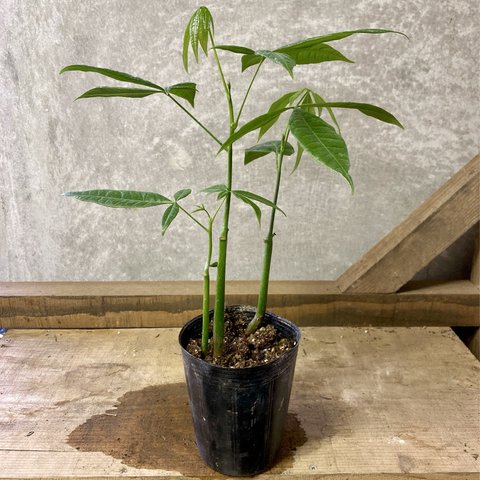 観葉植物　パキラ