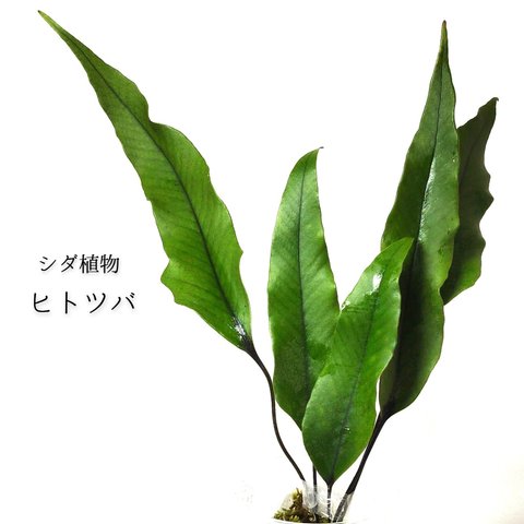 ヒトツバ（シダ植物）