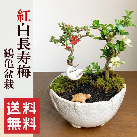 【現在葉姿】母の日の贈り物にもおすすめ。年に数回、紅白の花が楽しめる【縁起盆栽紅白長寿梅（コウハクチョウジュバイ）鶴亀盆栽】