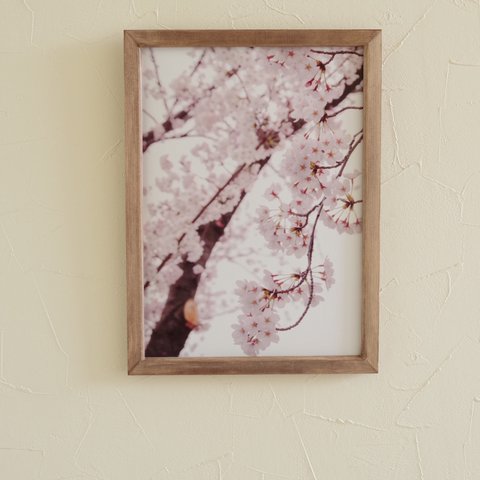 A4サイズ生写真(額付き) 桜の風　アートパネル