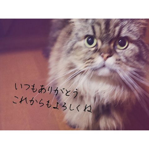 写真への手書き文字入れ承ります