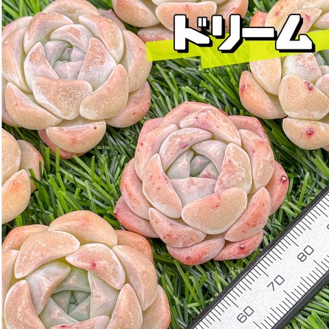 新入荷 大人気 多肉植物 エケベリア ドリーム  超美苗 レア種