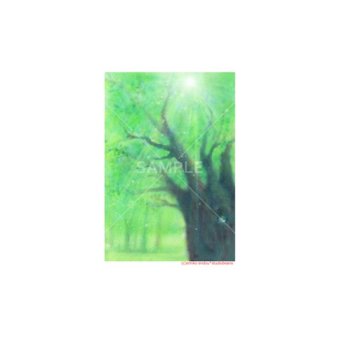 【選べるポストカード5枚セット】No.151 木漏れ日の森