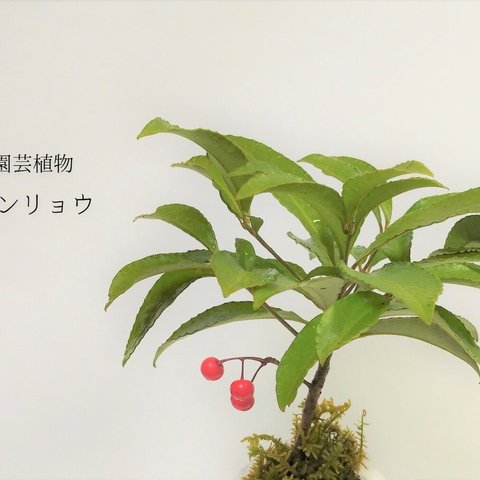 マンリョウ（抜き苗）