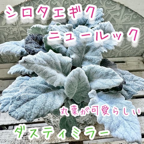 シロタエギク　ニュールック　シリウス　株分け　苗　丸葉が可愛い　寄せ植え❣️ ダスティミラー