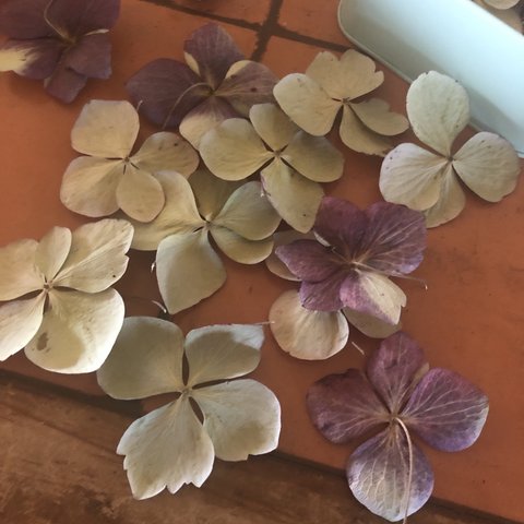 花材　紫陽花　ドライ　アジサイのペタル　花ビラ　20枚