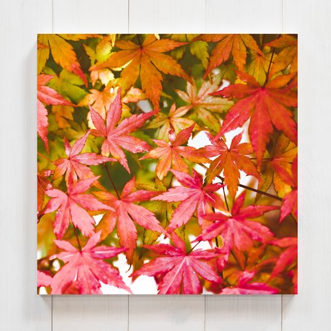 紅葉の季節　正方形キャンバスプリント・ファブリックパネル　紅葉が盛り沢山の華やかなアートです！