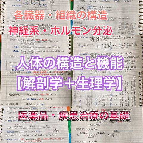 医療系学科定期試験、国家試験対策シリーズ【解剖学・生理学】まとめノートセット