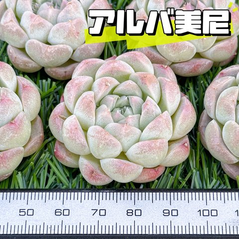 新入荷 大人気 多肉植物 エケベリア アルバ美尼 超美苗 レア種