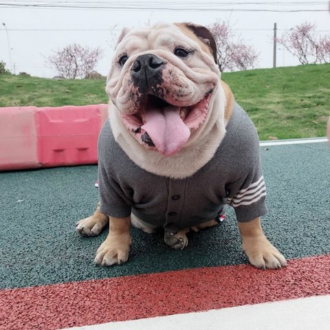 犬服　ニット　セーター　中型犬　大型犬　フレンチブルドッグ　イングリッシュブルドッグ　アメリカンブリー　ピットブル
