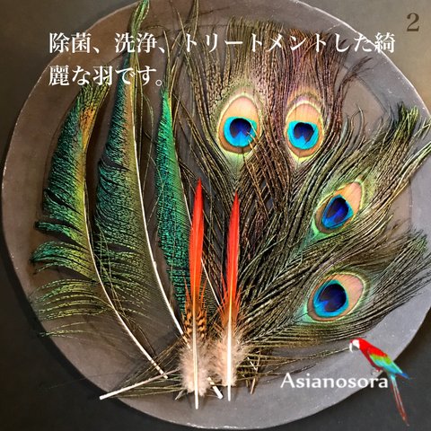 【色んな羽2】クジャク キジ 羽根 天然 孔雀　目玉　ハンドメイド 装飾