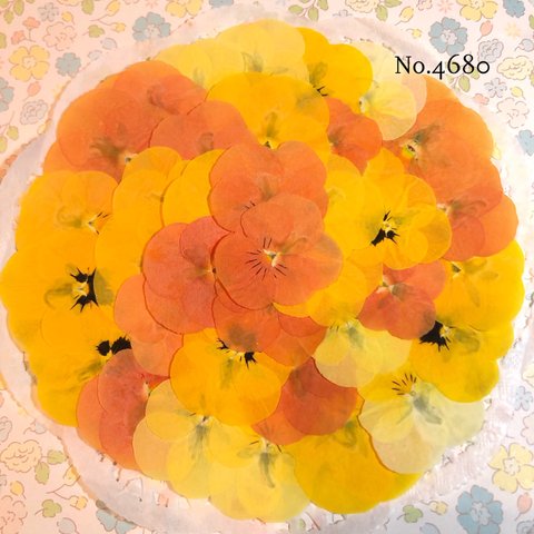 ♡new♡送料無料 ☆ビオラ☆ 押し花セット