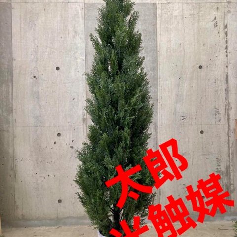 光触媒　人工観葉植物　ウォールグリーン　フェイクグリーン　ゴールドクレスト180