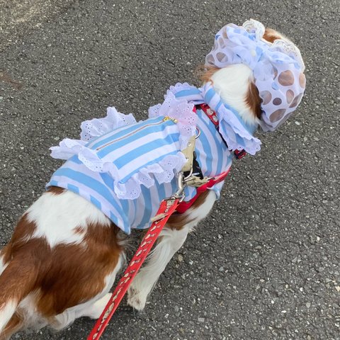 犬服クールニット防蚊予防保冷剤ポケット付きブルーストラップタンクトップ夏物新作💕