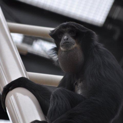 かわいい動物のポストカード・フクロテナガザル（１）