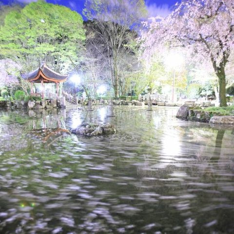 Ａ4　写真　プリント　桜