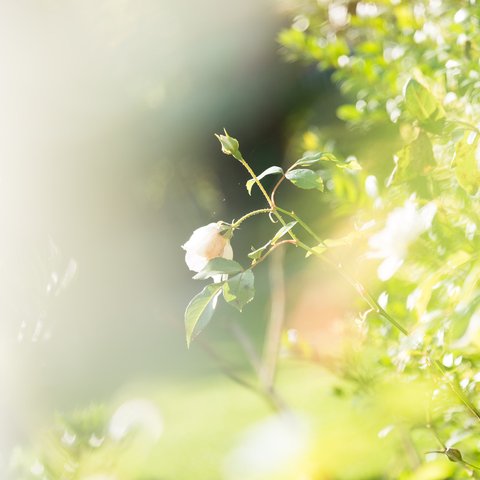 写真のある豊かな暮らし【白の隙間】