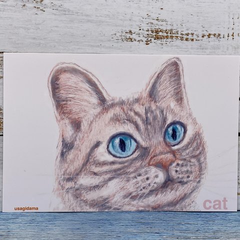 猫のデッサン　お顔ドアップ😆　同柄ポストカード3枚セット