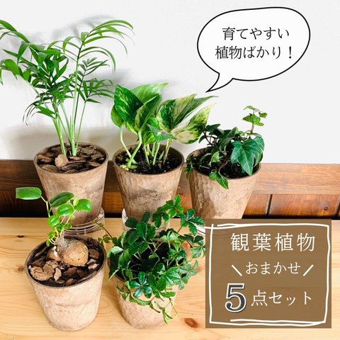 【大人気】観葉植物5点セット　ガジュマル　シュガーバイン　テーブルヤシ　ポトス　アイビー　木の香りがする鉢　3号　インテリア