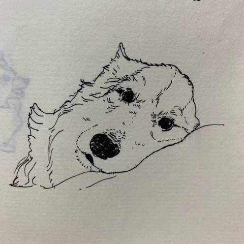 犬絵