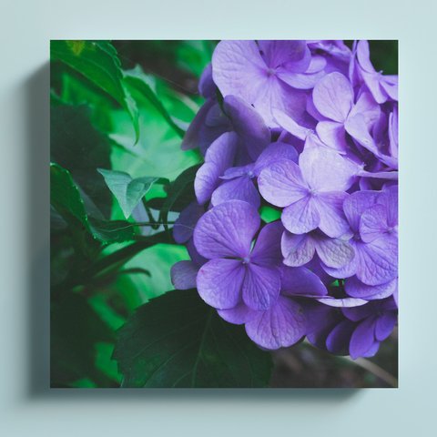 紫陽花　正方形キャンバスプリント・ファブリックパネル　落ち着いた色味でお部屋にぴったり！