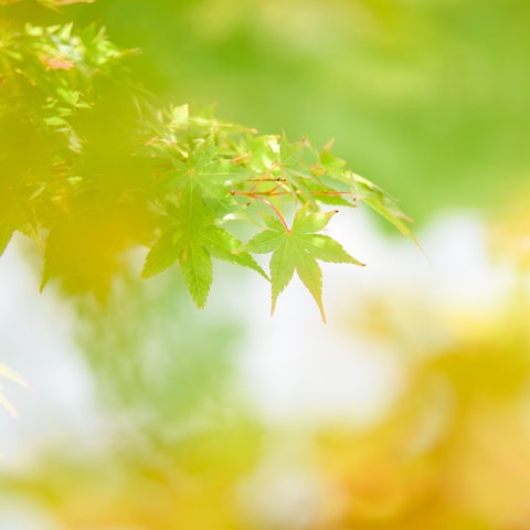 写真のある豊かな暮らし【星の花】