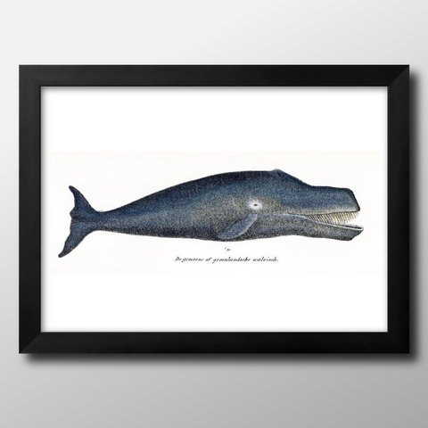 0082■A3アートポスター『海洋生物　魚　図鑑　標本』絵画/イラスト/デザイン/上級マット紙採用