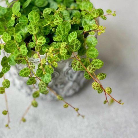 ペペロミア　タートル♡亀の甲羅みたいな可愛い観葉植物♡ハンギング　苗　室内