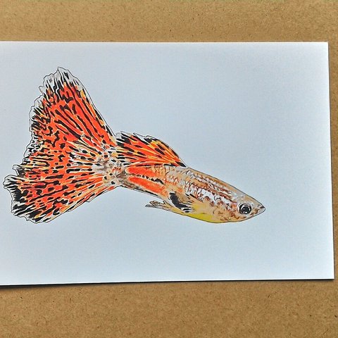 062  熱帯魚イラスト　 色鉛筆画  A4サイズ   